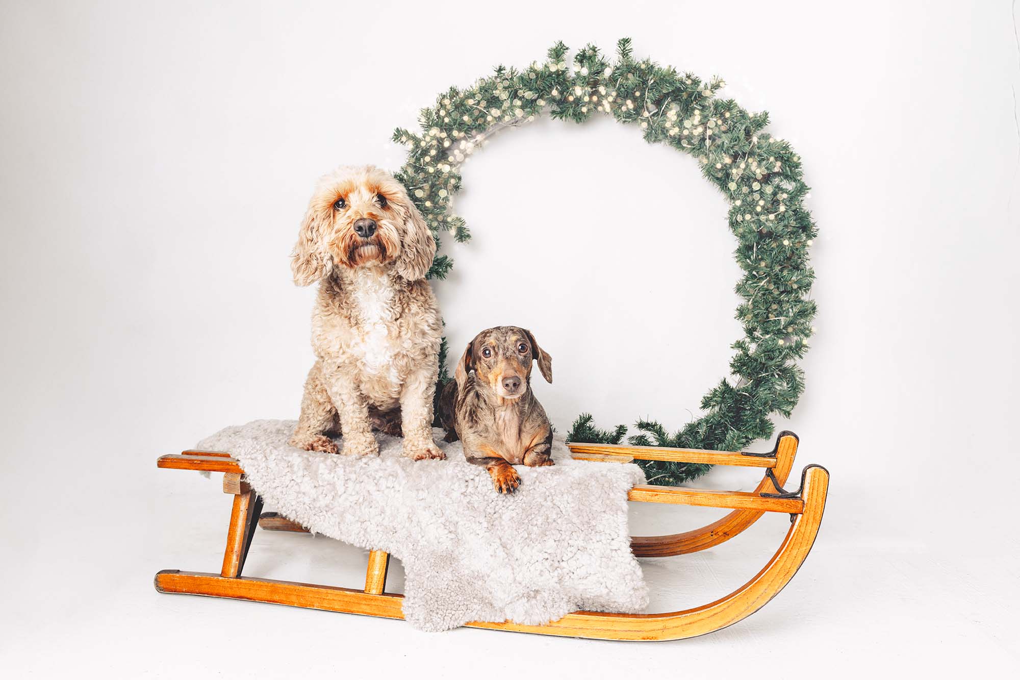 Christmas dog photography