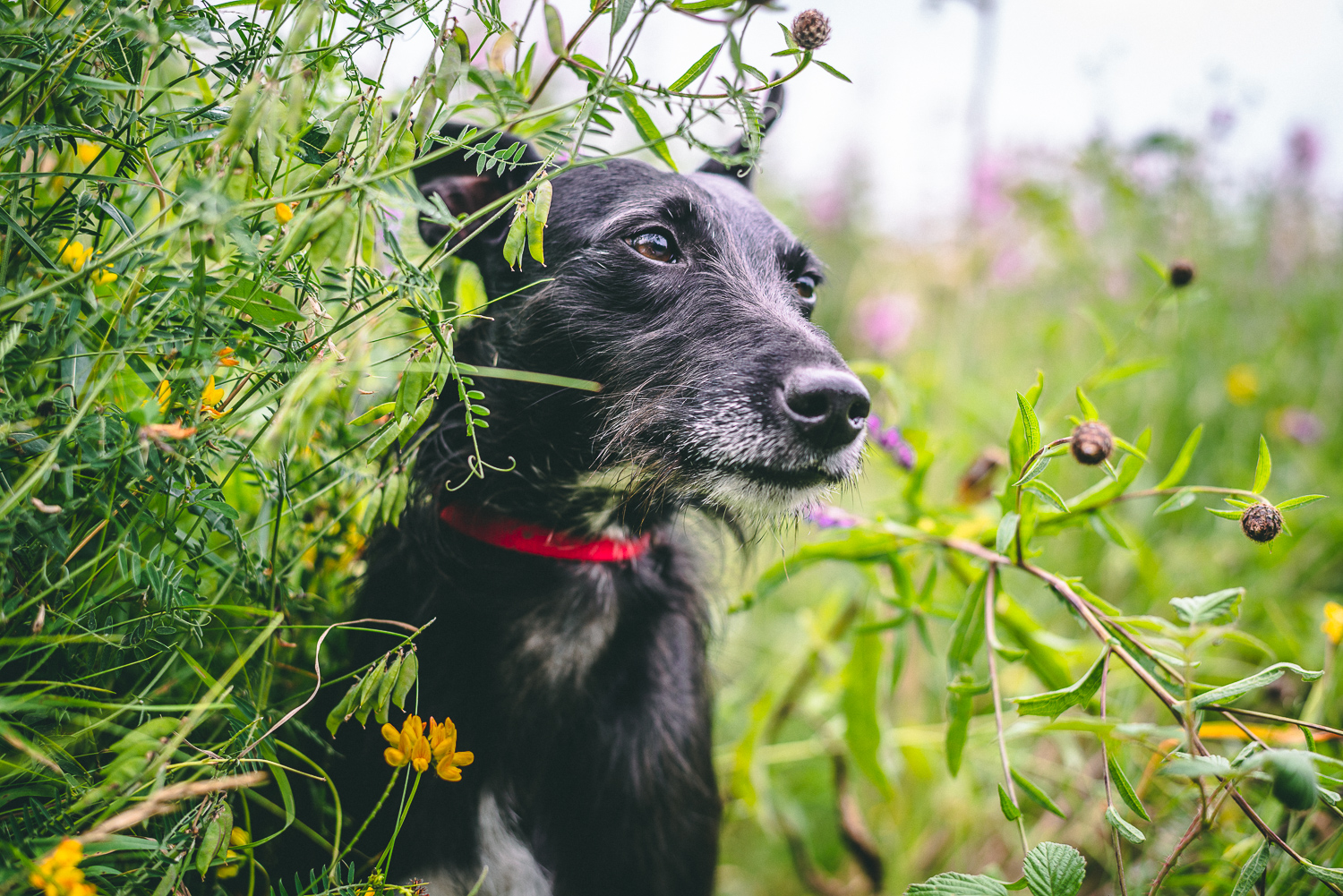 woodland dog photography with flowers black dog in summer flowers photo