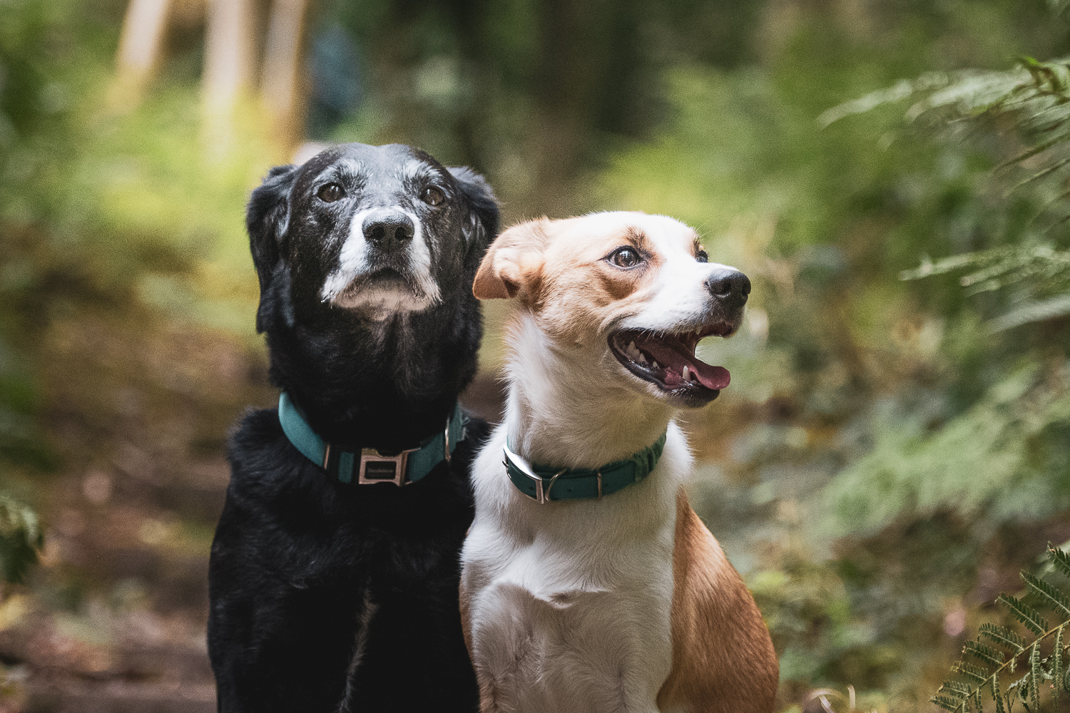 Dogs in woodland photograph