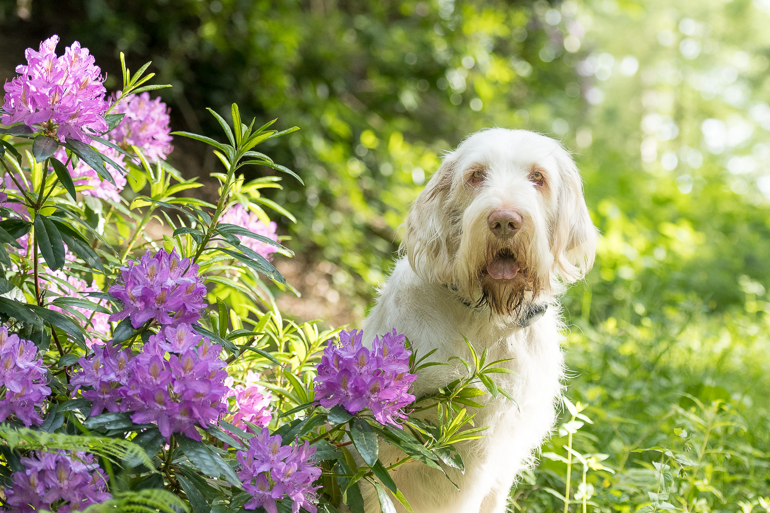 spinone dog in rhododendrums